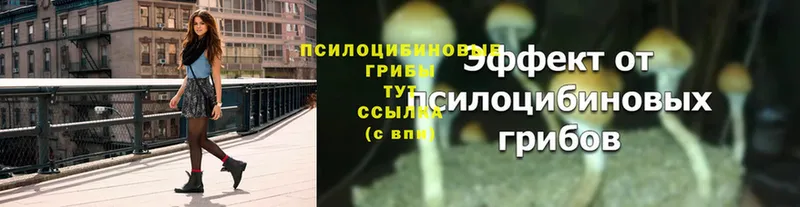 купить закладку  Богородицк  Псилоцибиновые грибы Magic Shrooms 